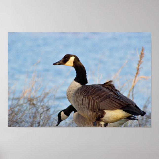 Kanada Geese Poster (Framsidan)