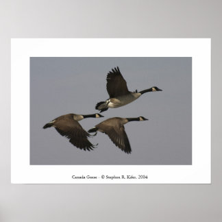 Kanada Geese Poster