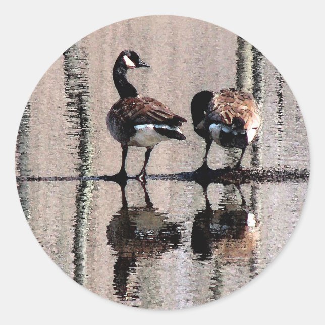 Kanada Geese Runt Klistermärke (Framsida)