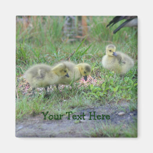Kanada Geese Spädbarn Nature Photo Magnet
