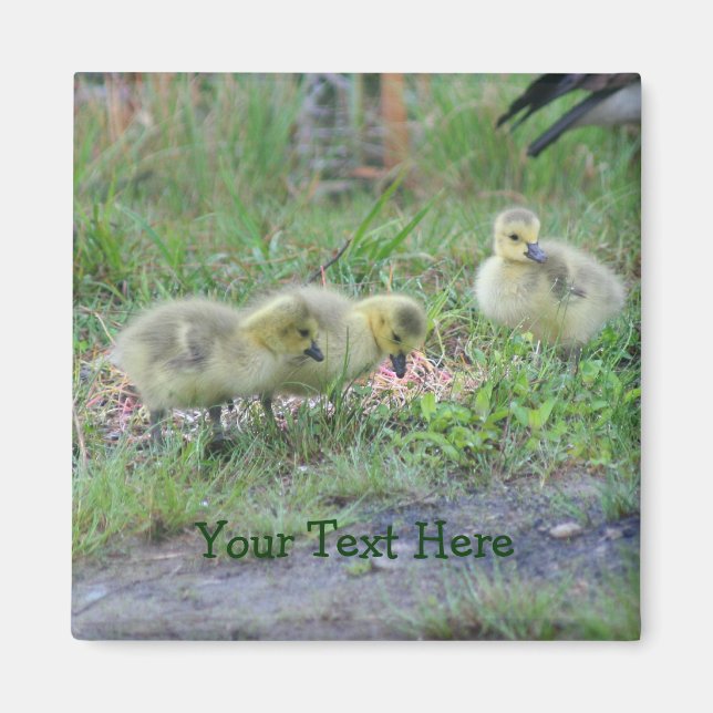 Kanada Geese Spädbarn Nature Photo Magnet (Framsidan)
