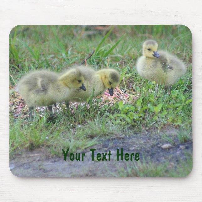 Kanada Geese Spädbarn Nature Photo Mousepad Musmatta (Framsidan)