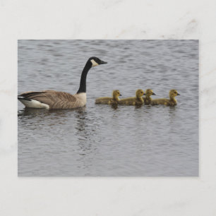 Kanada Geese Vykort