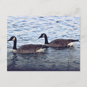 Kanada Geese Vykort