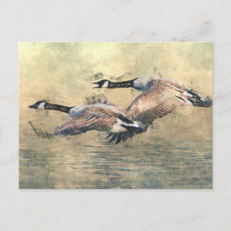 Kanada Geese Vykort
