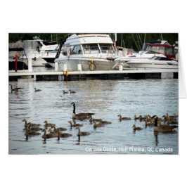 Kanada Geese w Spädbarn vid Hull Marina QC Kanada Hälsningskort