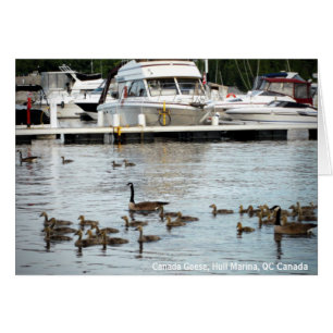 Kanada Geese w Spädbarn vid Hull Marina QC Kanada Hälsningskort