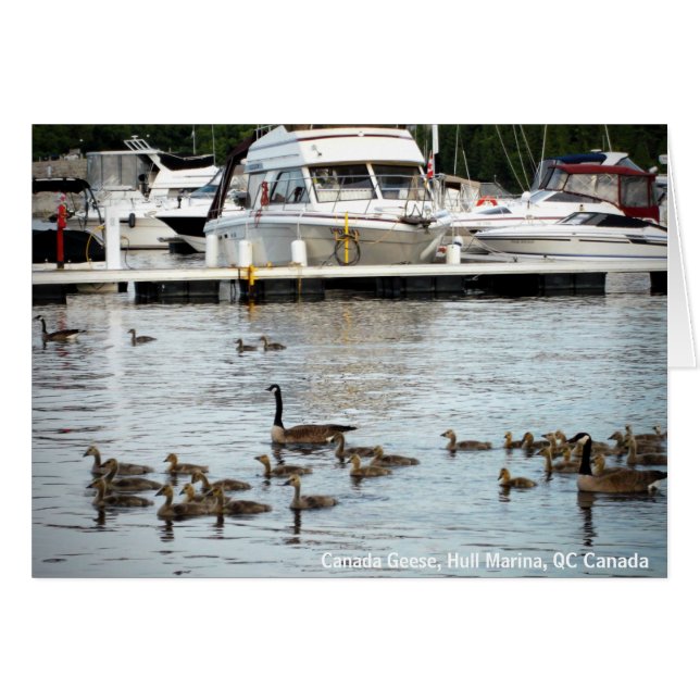 Kanada Geese w Spädbarn vid Hull Marina QC Kanada Hälsningskort (Framsidan Horizontal)