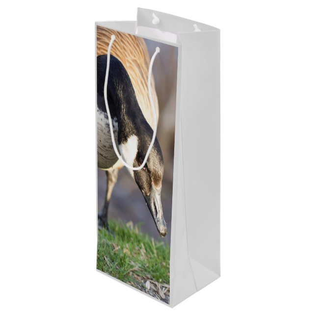 Kanada Goos (Baksidan Vinklad)