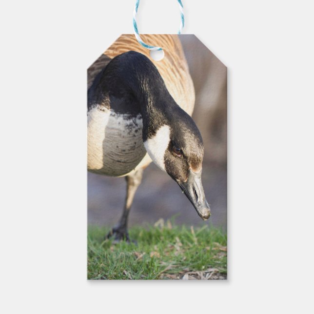 Kanada Goos Presentetikett (Framsidan)