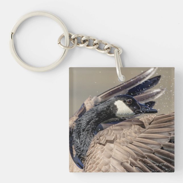 Kanada Goose (Framsidan)