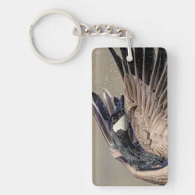 Kanada Goose (Framsidan)