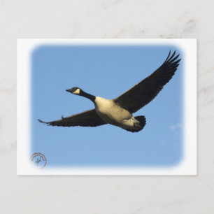 Kanada Goose 9R005D-123 Vykort