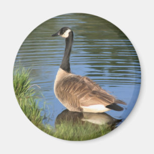 Kanada Goose Animal Art Magnet