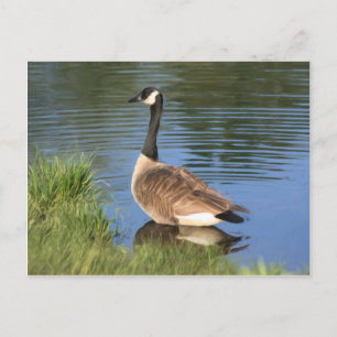 Kanada Goose Animal Art Postcard Vykort