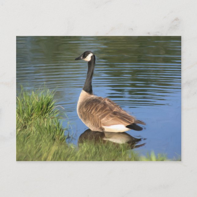 Kanada Goose Animal Art Postcard Vykort (Framsida)