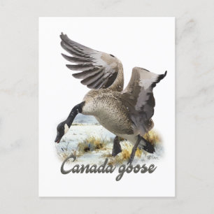 Kanada Goose, Art Vykort