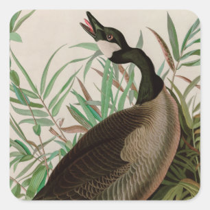 Kanada Goose Birds of America Audubon Print Fyrkantigt Klistermärke