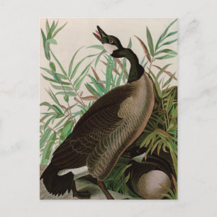 Kanada Goose Birds of America Audubon Print Helg Vykort