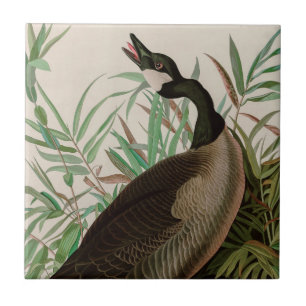 Kanada Goose Birds of America Audubon Print Kakelplatta