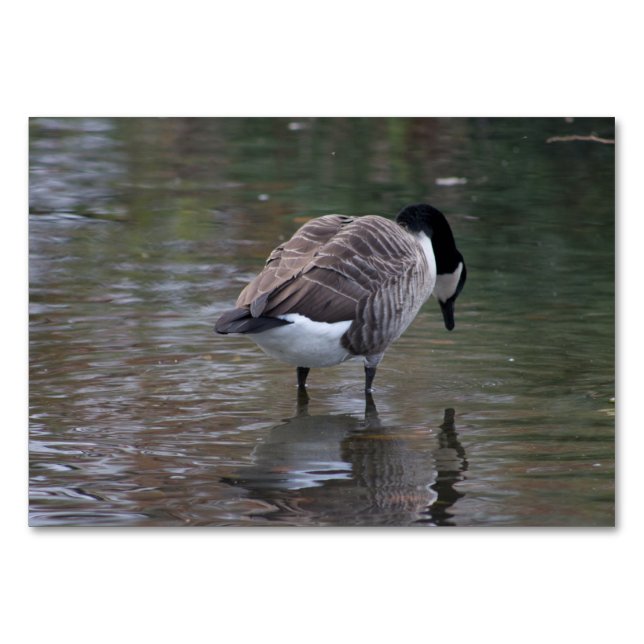 Kanada Goose Bordsnummer (Framsidan)