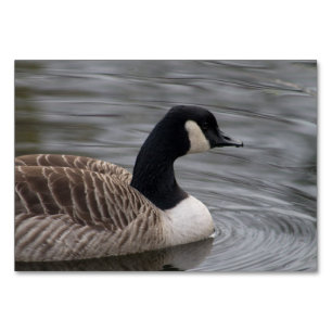 Kanada Goose Bordsnummer