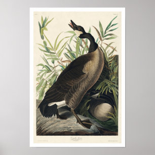 Kanada Goose by Audubon Poster