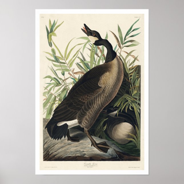 Kanada Goose by Audubon Poster (Framsidan)
