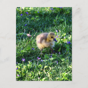 Kanada Goose Chick på Grass with Flowers Vykort