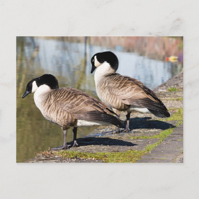 Kanada Goose Couple Vykort (Framsida)