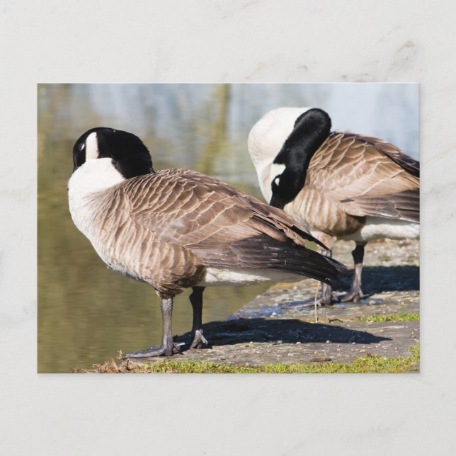 Kanada Goose Couple Vykort (Framsida)