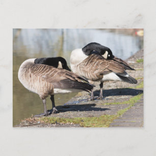 Kanada Goose Couple Vykort