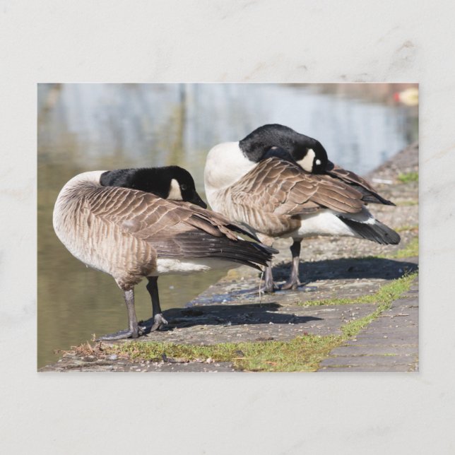 Kanada Goose Couple Vykort (Framsida)