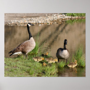 Kanada Goose Family 2 Wildlife Poster