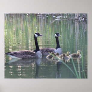 Kanada Goose Family 3 Wildlife Poster