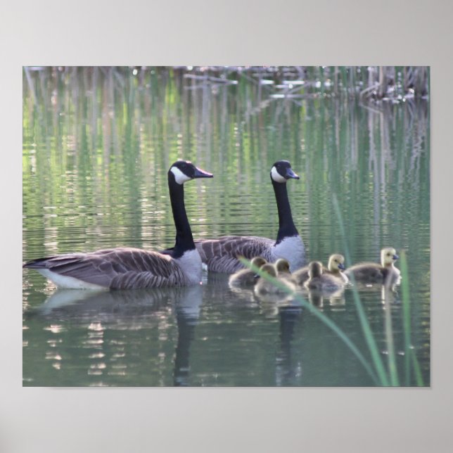 Kanada Goose Family 3 Wildlife Poster (Framsidan)