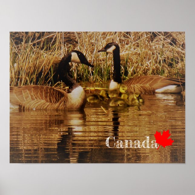 Kanada Goose Family Cute Spädbarn Goslings Geese Poster (Framsidan)