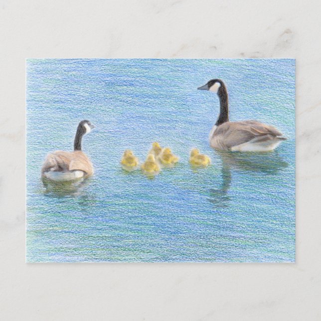 Kanada Goose Family Fine Art-vykort Vykort (Framsida)