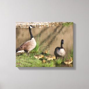 Kanada Goose Family Nature Canvastryck