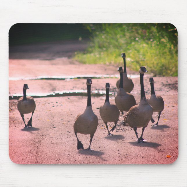 Kanada Goose Family Nature Musmatta (Framsidan)