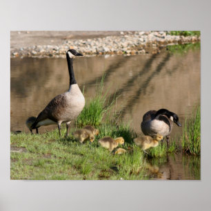 Kanada Goose Family Wildlife Poster