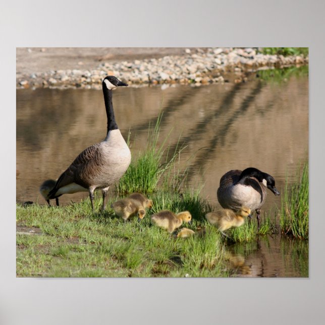 Kanada Goose Family Wildlife Poster (Framsidan)