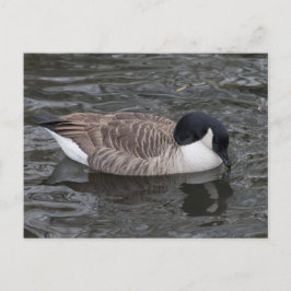 Kanada Goose flytande på levande vatten-vykort Vykort
