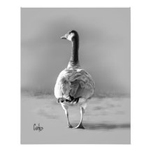 Kanada Goose