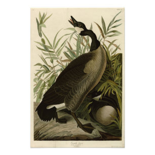 Kanada Goose från Audubon's Birds of America Fototryck