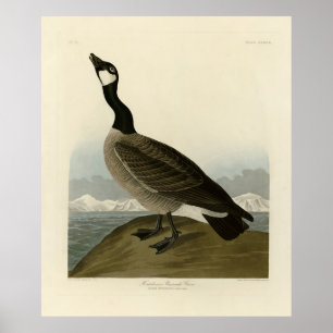 Kanada Goose från Audubon's Birds of America Poster