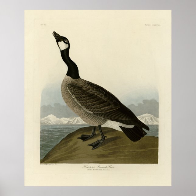Kanada Goose från Audubon's Birds of America Poster (Framsidan)
