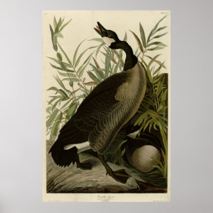Kanada Goose från Audubon's Birds of America Poster