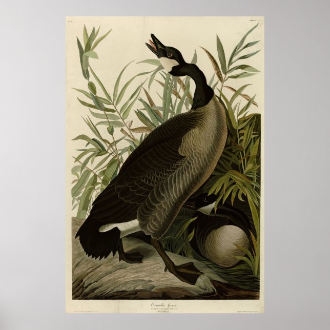 Kanada Goose från Audubon's Birds of America Poster (Framsidan)