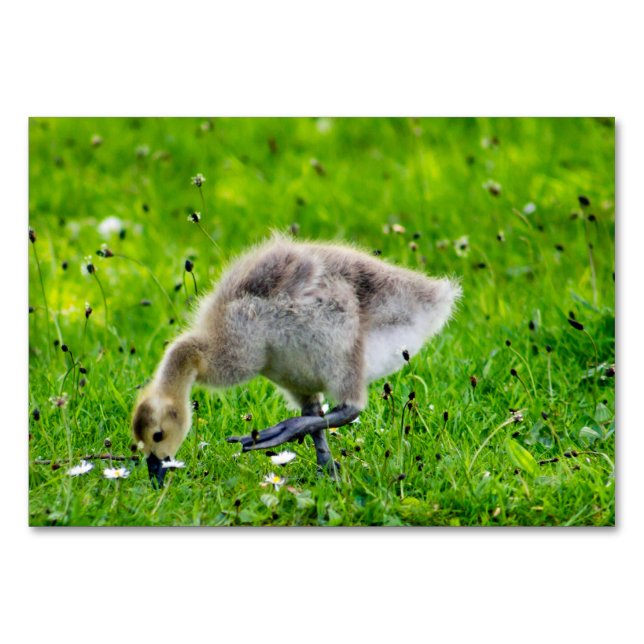 Kanada Goose Gosling Bordsnummer (Framsidan)